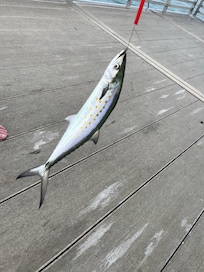 Spanish mackerel from pier.