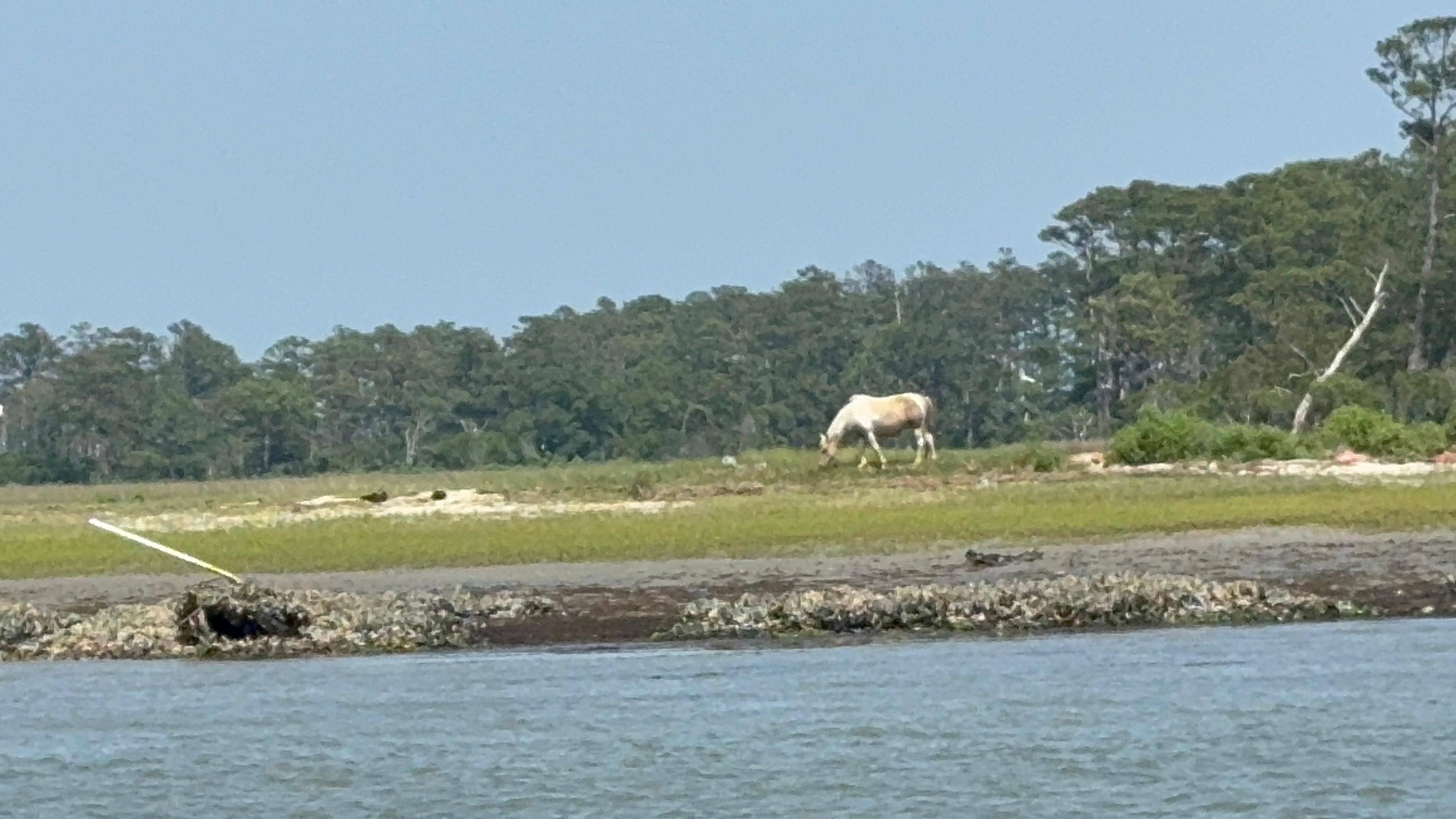 Ponies at Assateague. We booked a 2 hour boat tour which I highly recommend. 