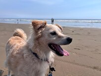 Cayucos