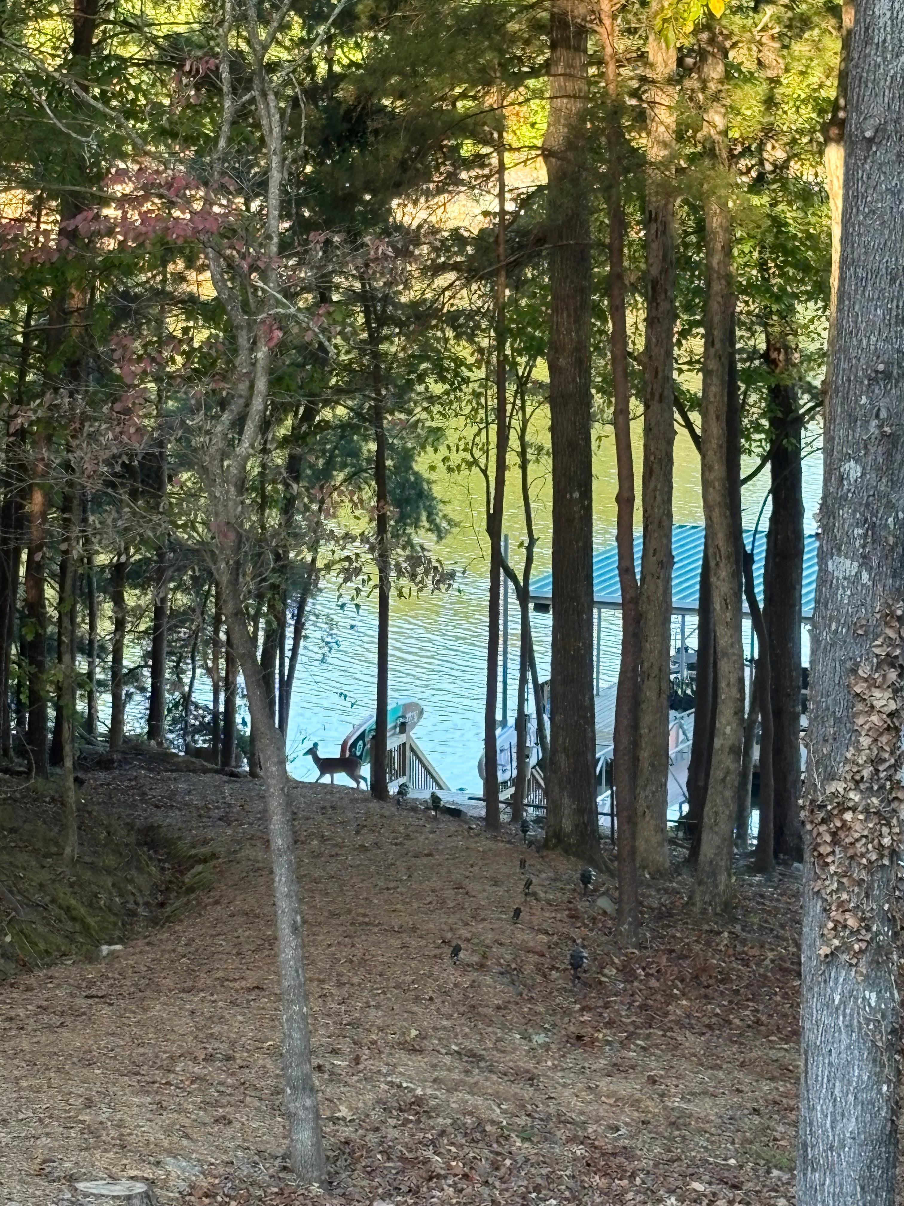 We spotted several deer on the property during the early morning hours