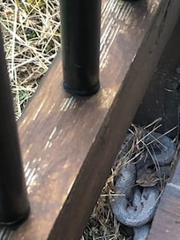 This baby Copperhead was out the back door for the fenced in yard.