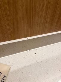 Lizard poop