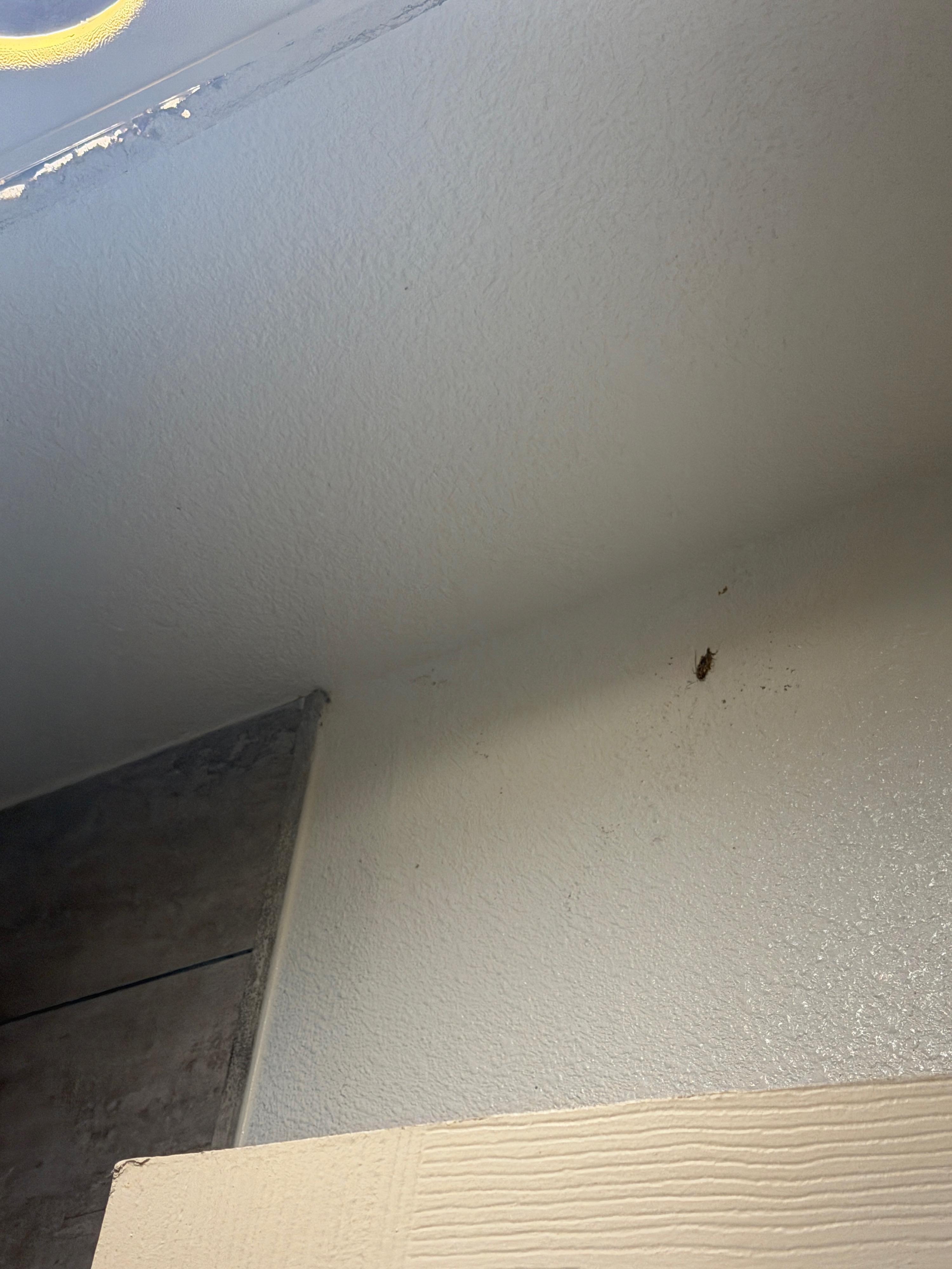 Cockroach 2( dried but not even bothered to clean it up) 