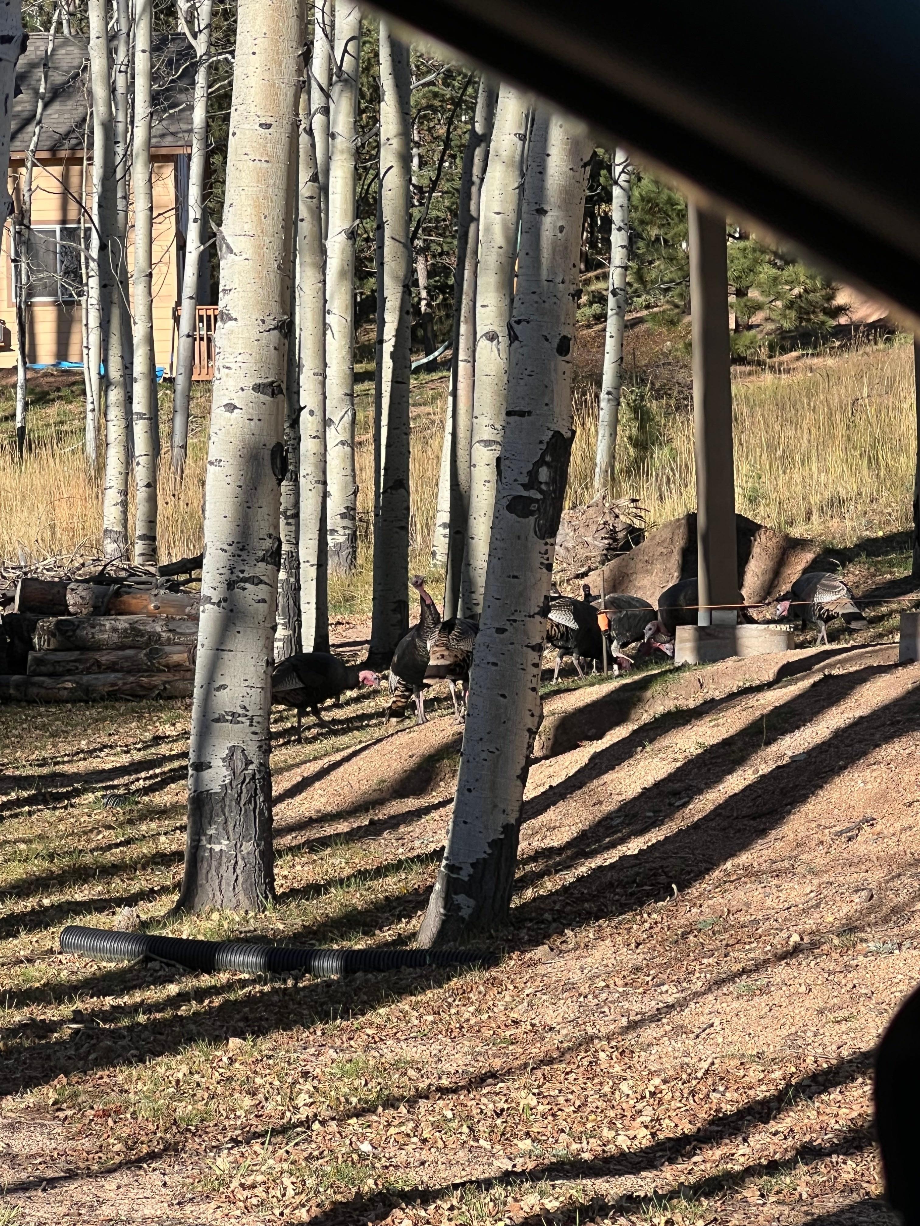 Turkeys at a neighboring property! 