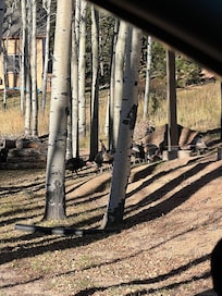 Turkeys at a neighboring property!
