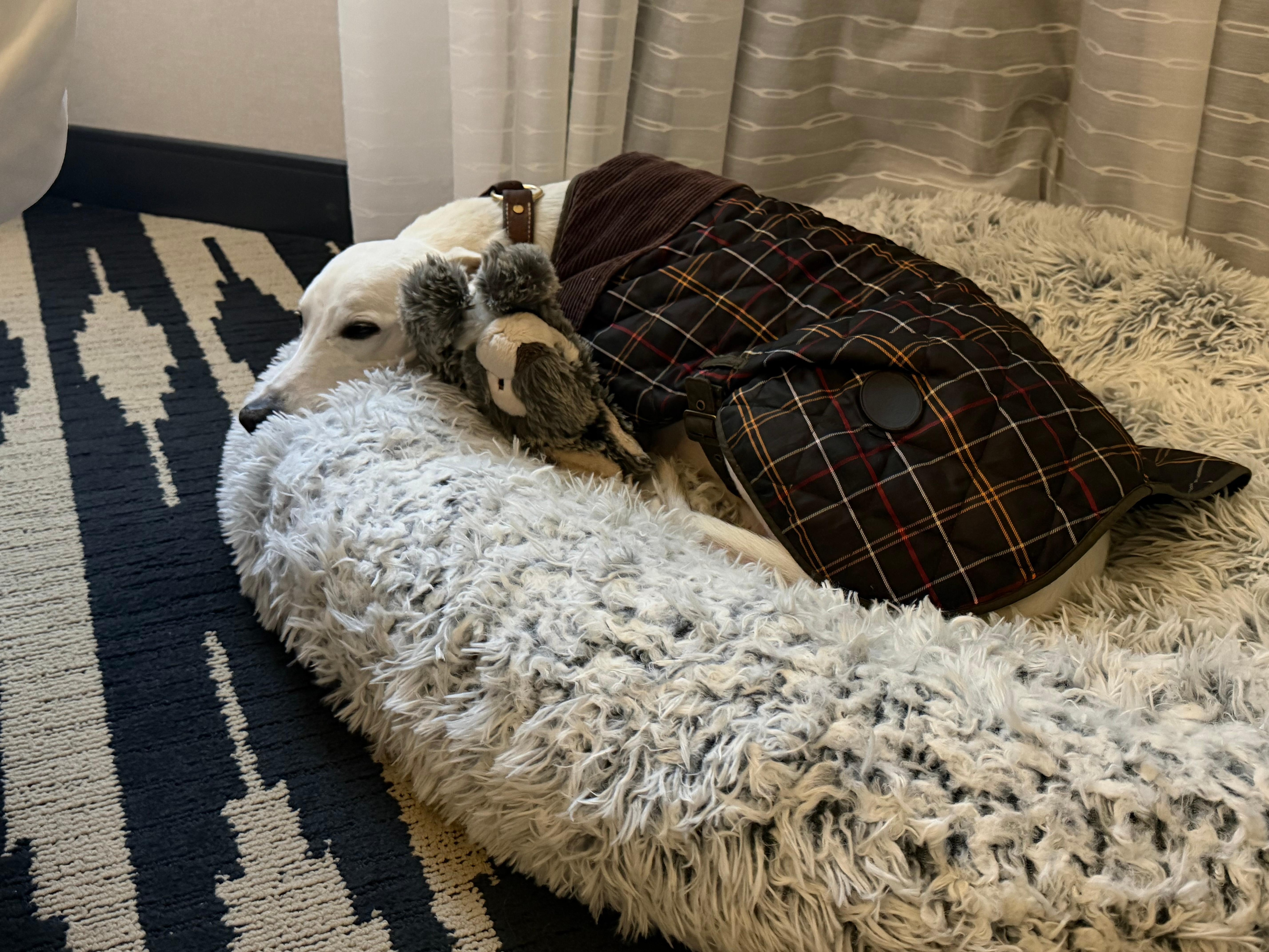 Edward was most comfortable as well!