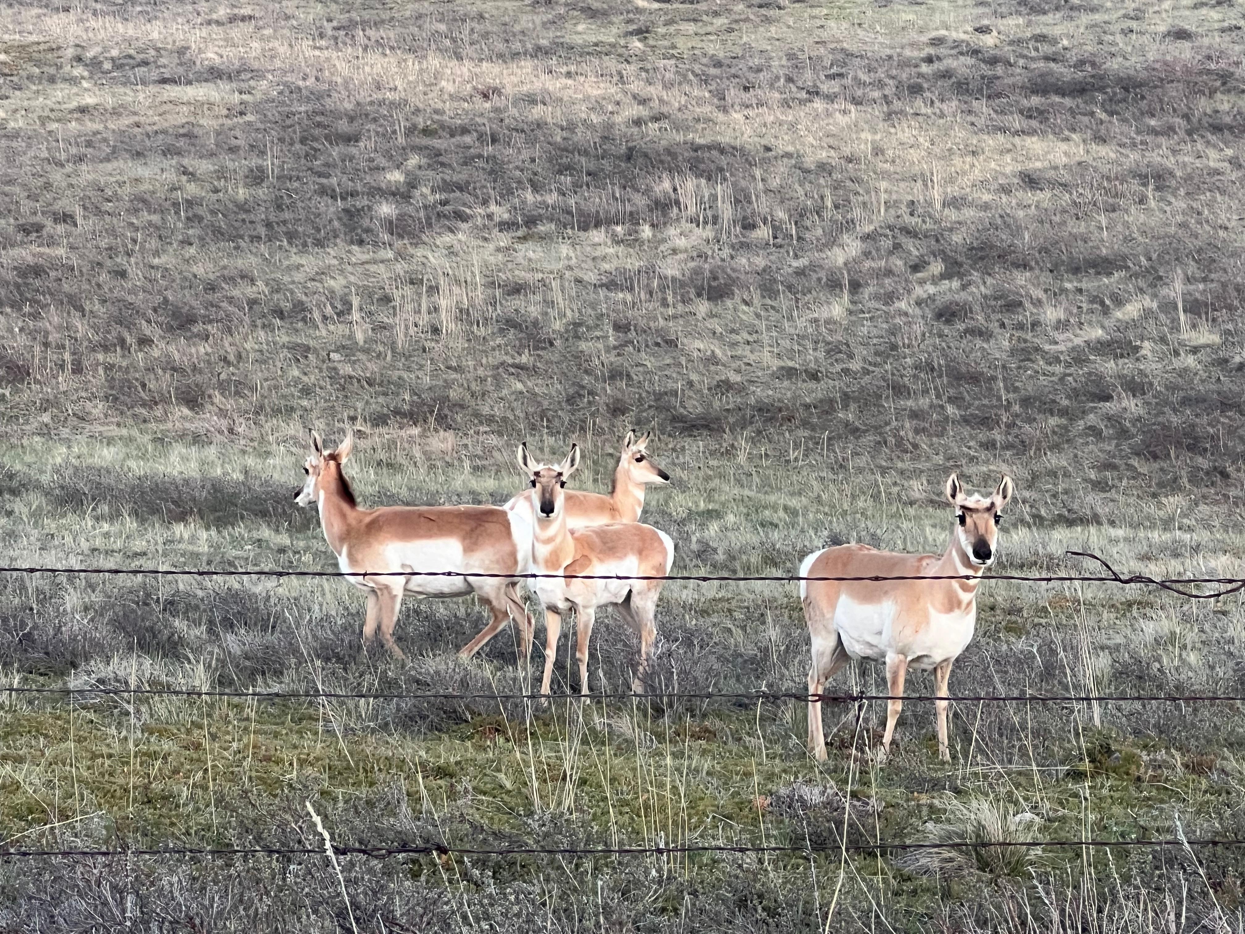 Prong horn antipope herd near town. 