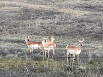 Prong horn antipope herd near town.