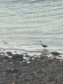 Heron, I presume.