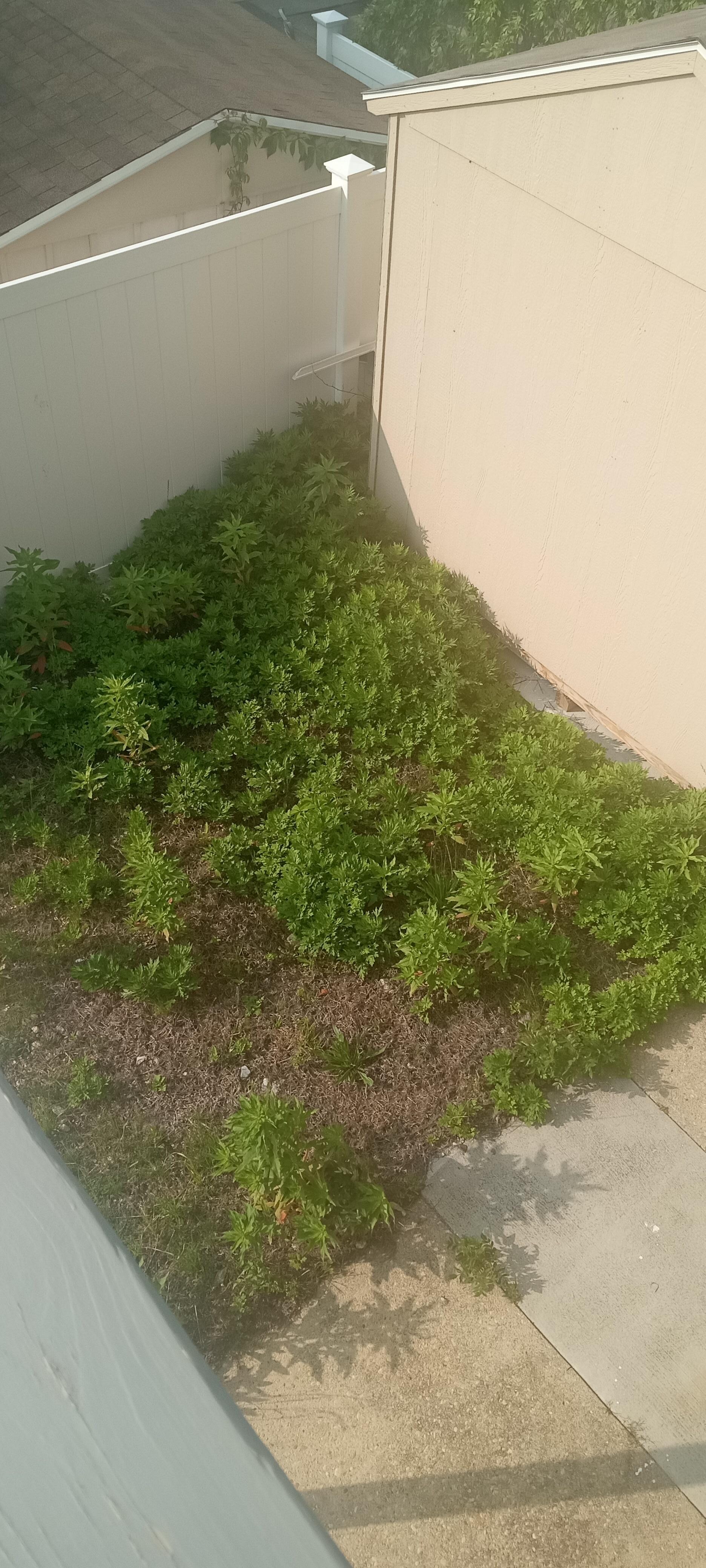 Backyard  isnt maintenance 