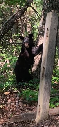 Baby bear climbing a tree at the end of the driveway.