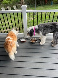 The girls enjoying their fine dining under the pavilion at the Blue Star Motel