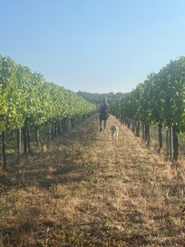 Vineyard edges the garden