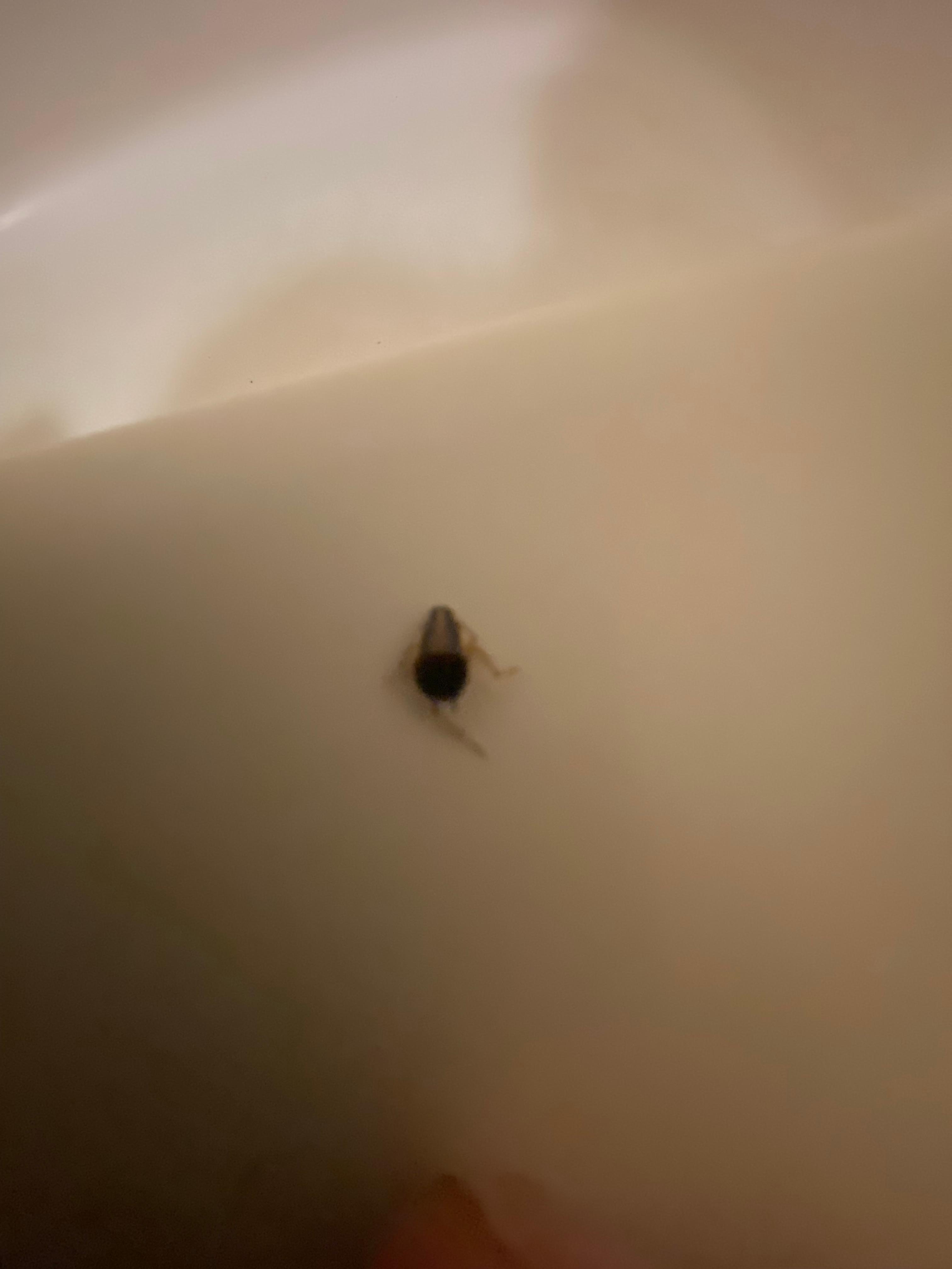 Cockroach in bathroom sink. 