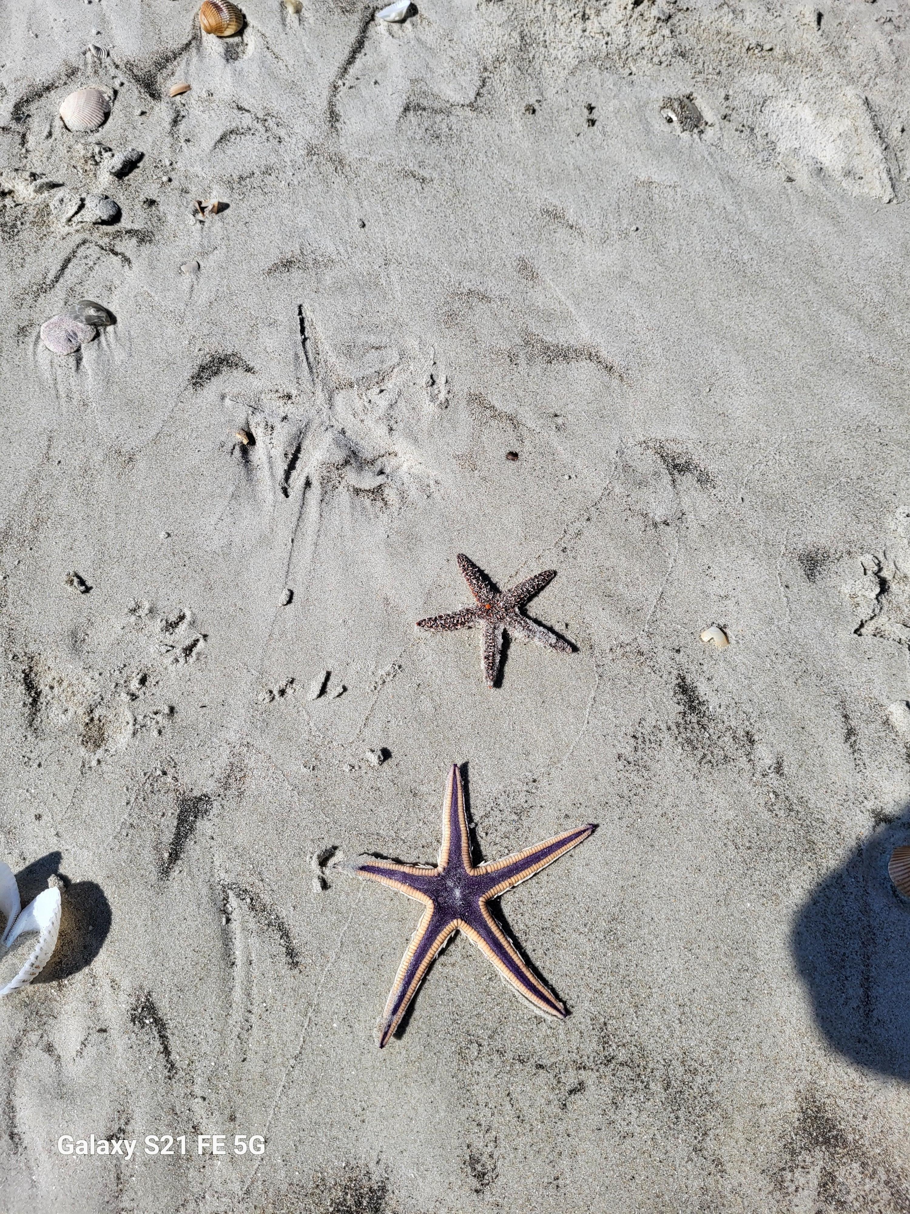 Treasures on the beach