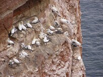 Helgoland