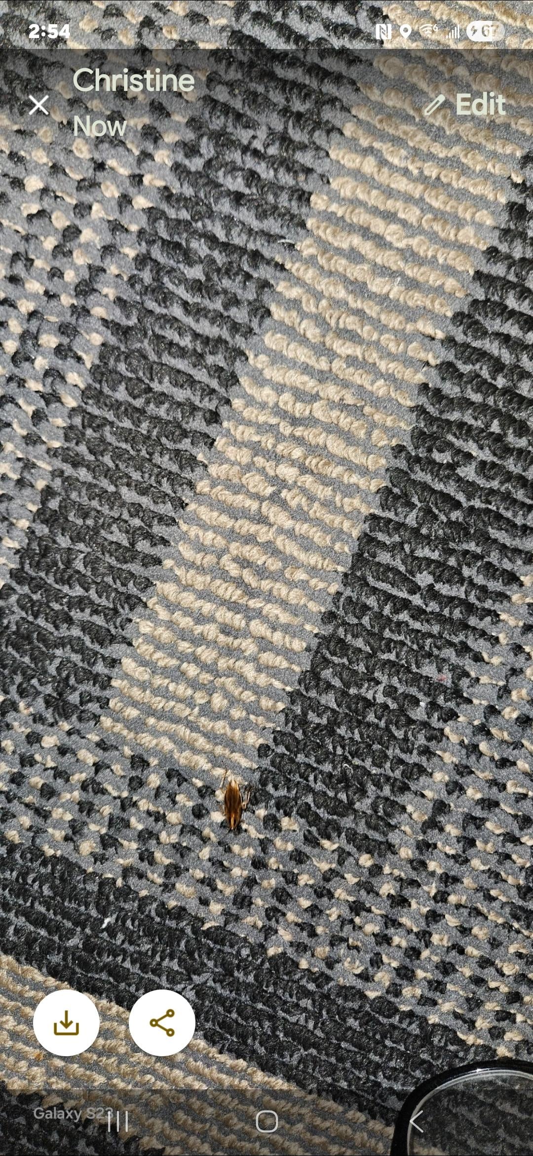 There's a bug on the rug