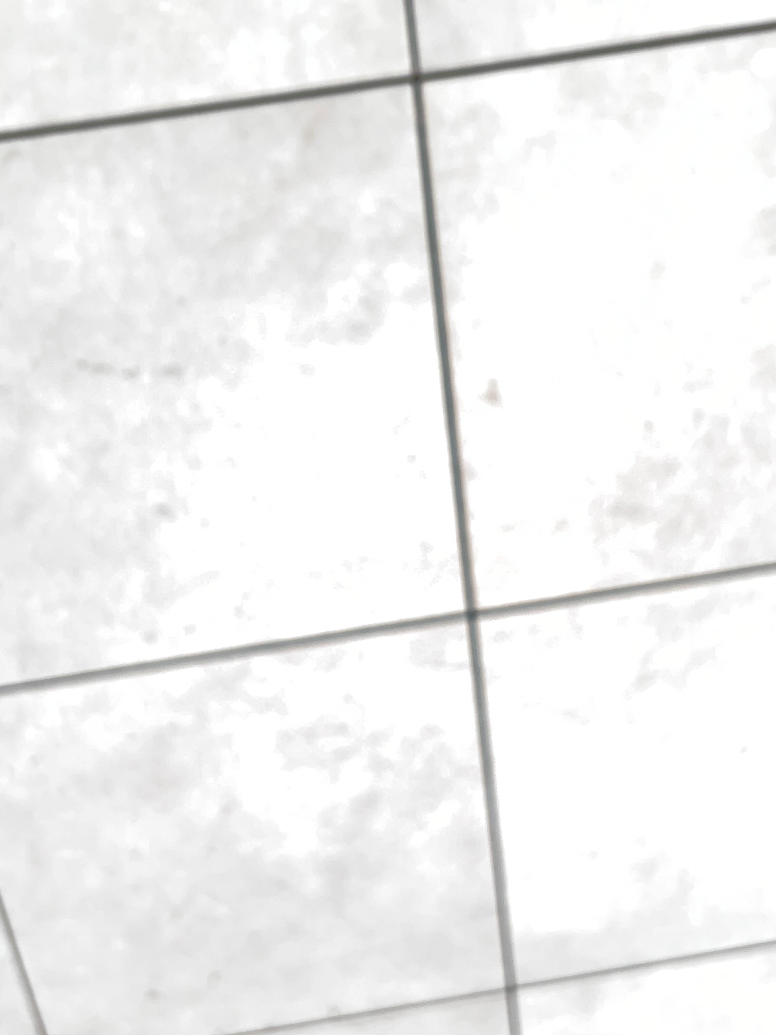 Black mold