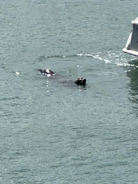 Sea lion from balcony