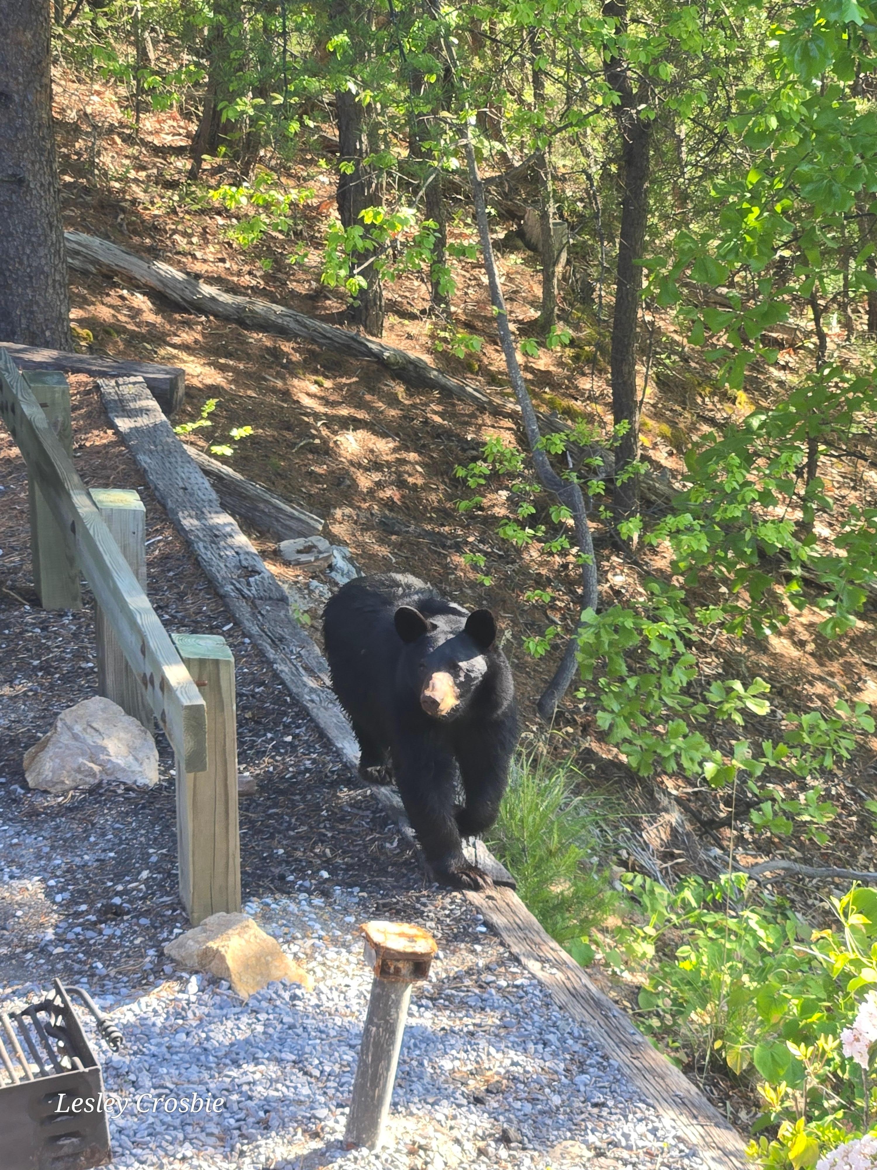 Bears in the driveway, this was a daily sighting!
