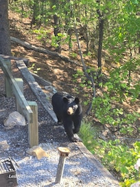 Bears in the driveway, this was a daily sighting!