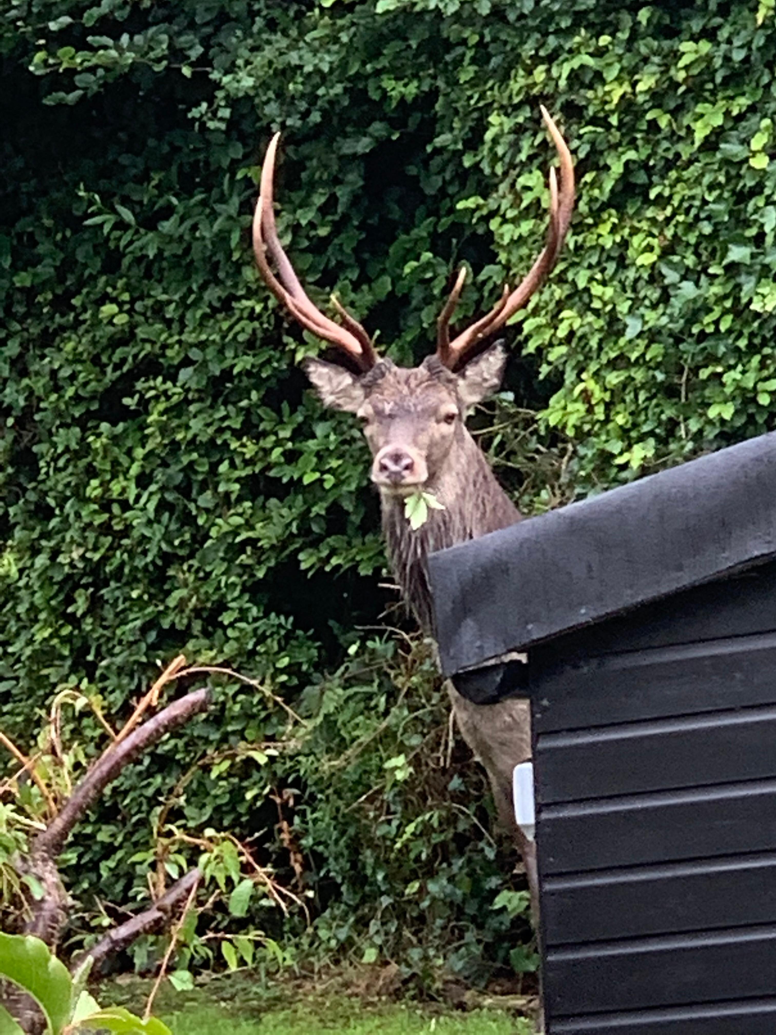 Amazing encounter