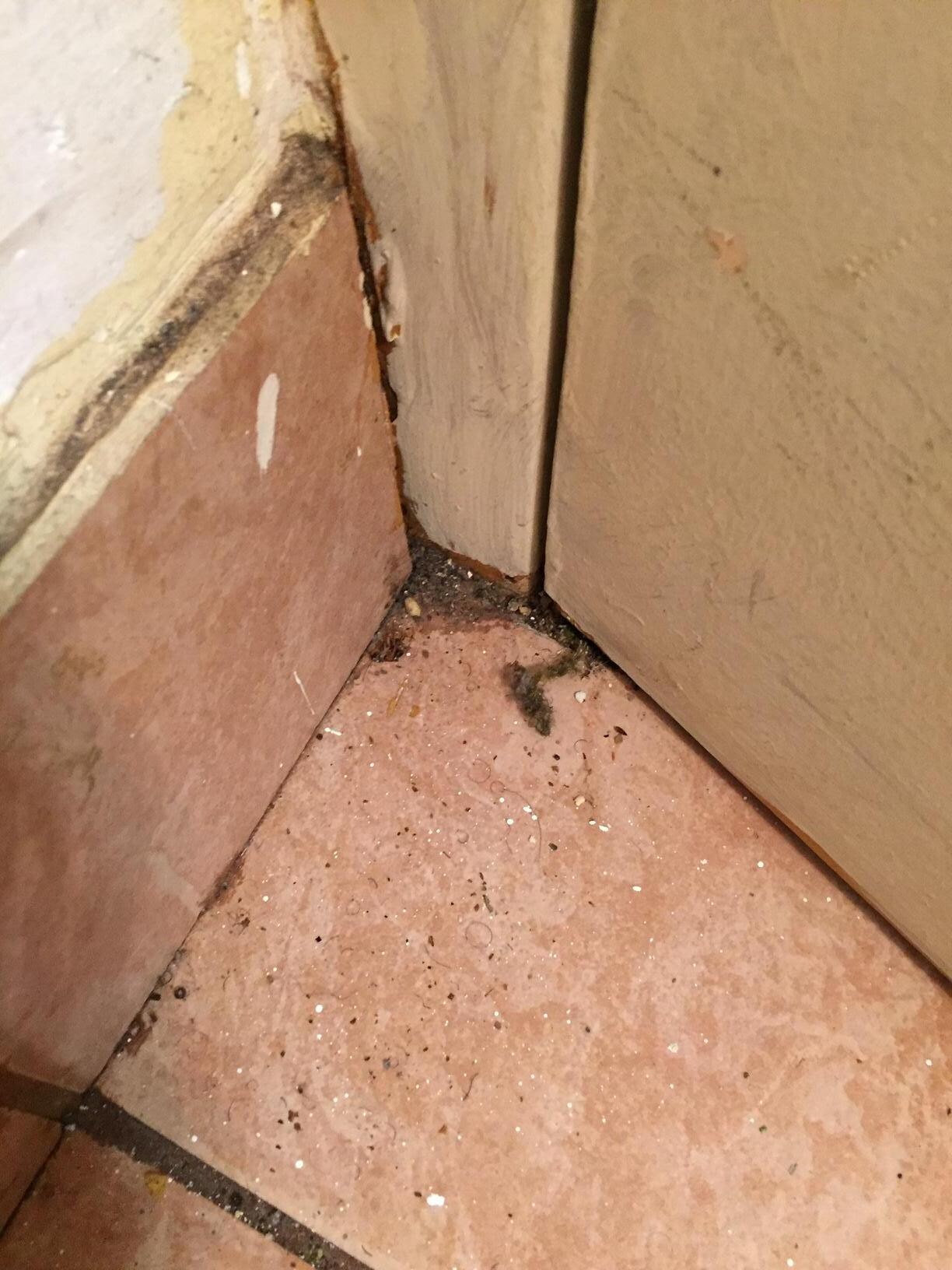 mold in the bathroom