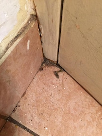 mold in the bathroom