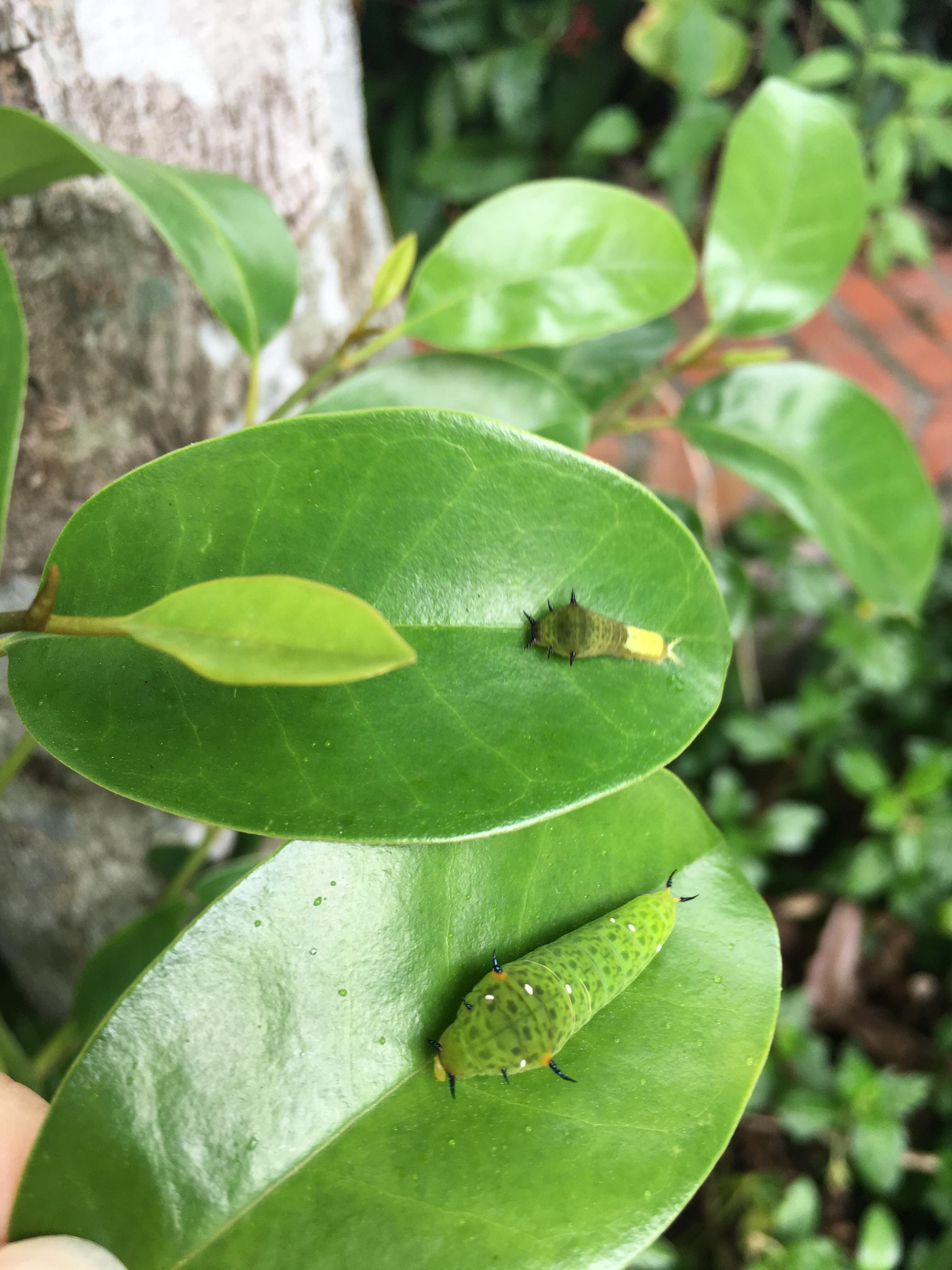 有很多蝴蝶幼蟲可觀察