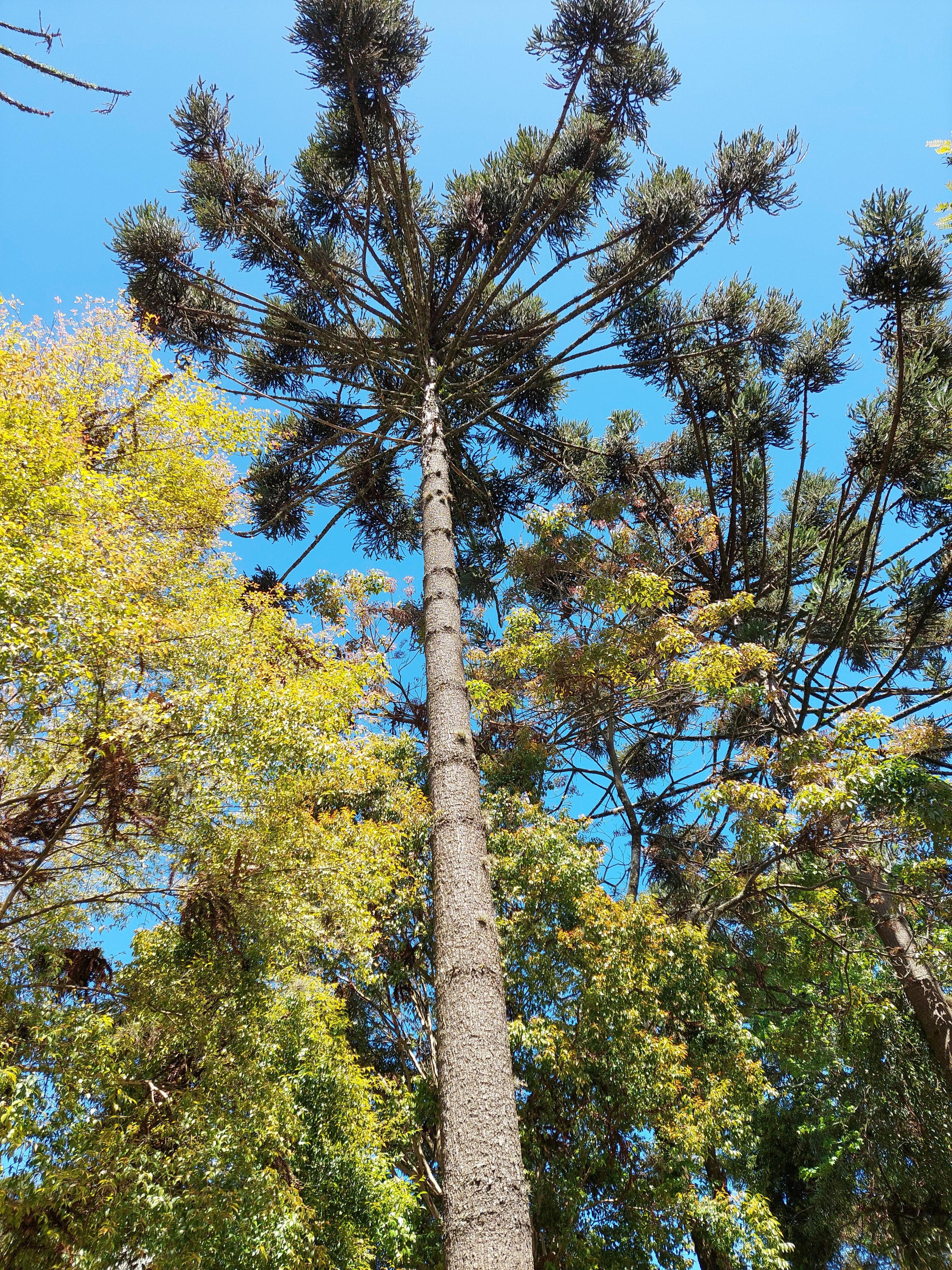Cidade muito bonita, limpa e com parques maravilhosos.Recomendo passeio de trem p Morretes .