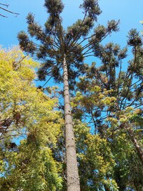 Cidade muito bonita, limpa e com parques maravilhosos.Recomendo passeio de trem p Morretes .
