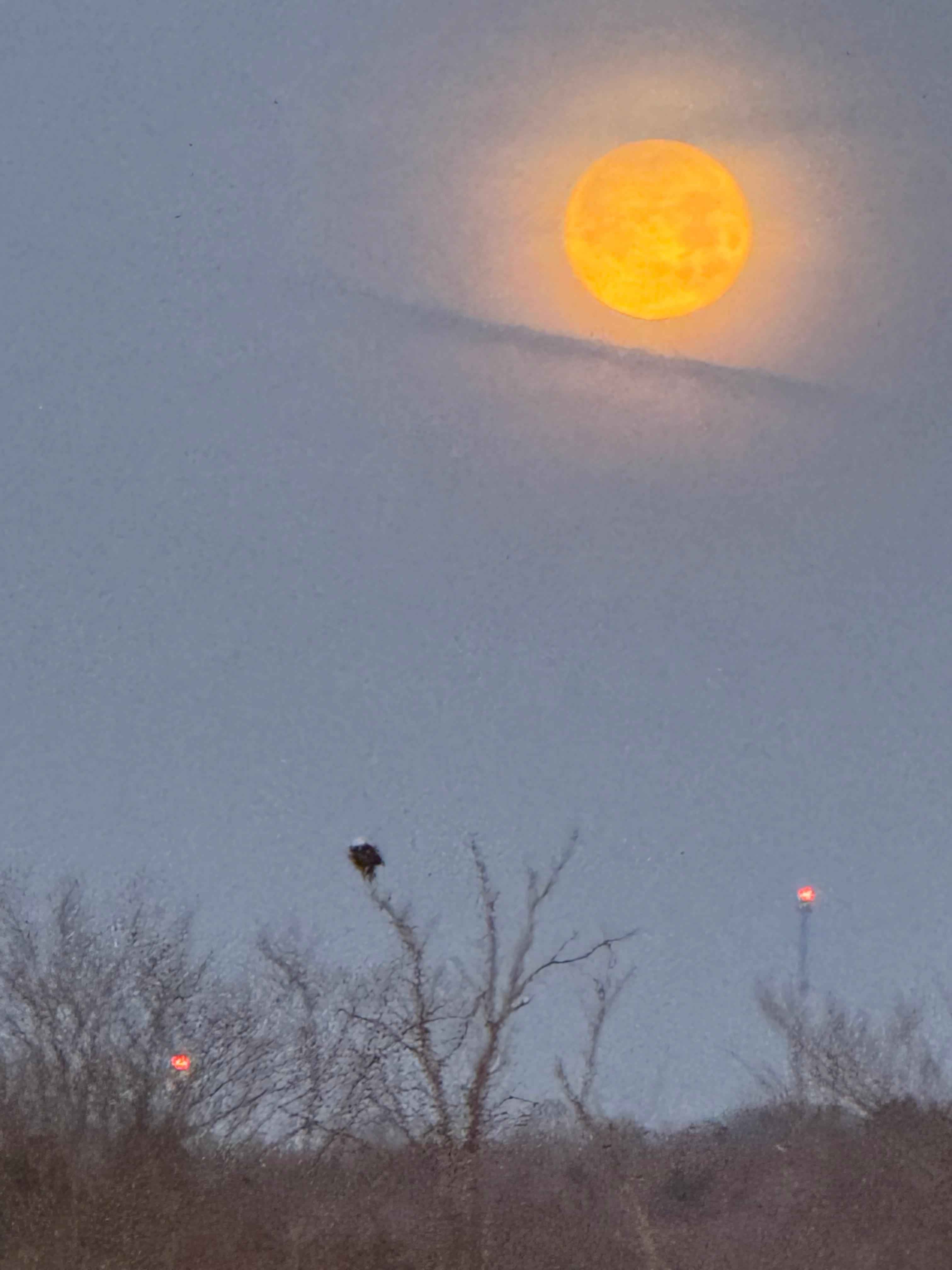 Eagle in the early am with the moon in the background.