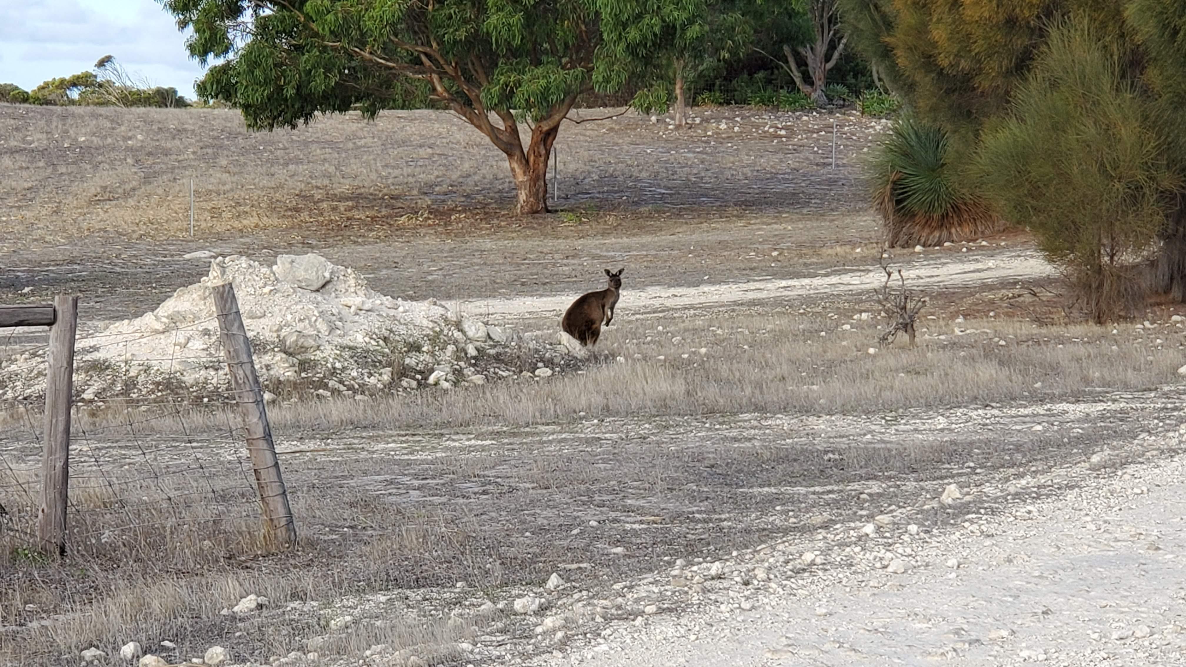 See the local fauna right from the patio!