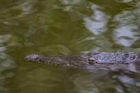 Alligator dans l'étang