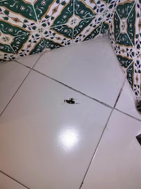 Cafard dans la salle de bains