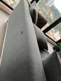 ein besonders großer ungewollter Besucher