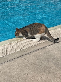 Beautiful clean friendly cats