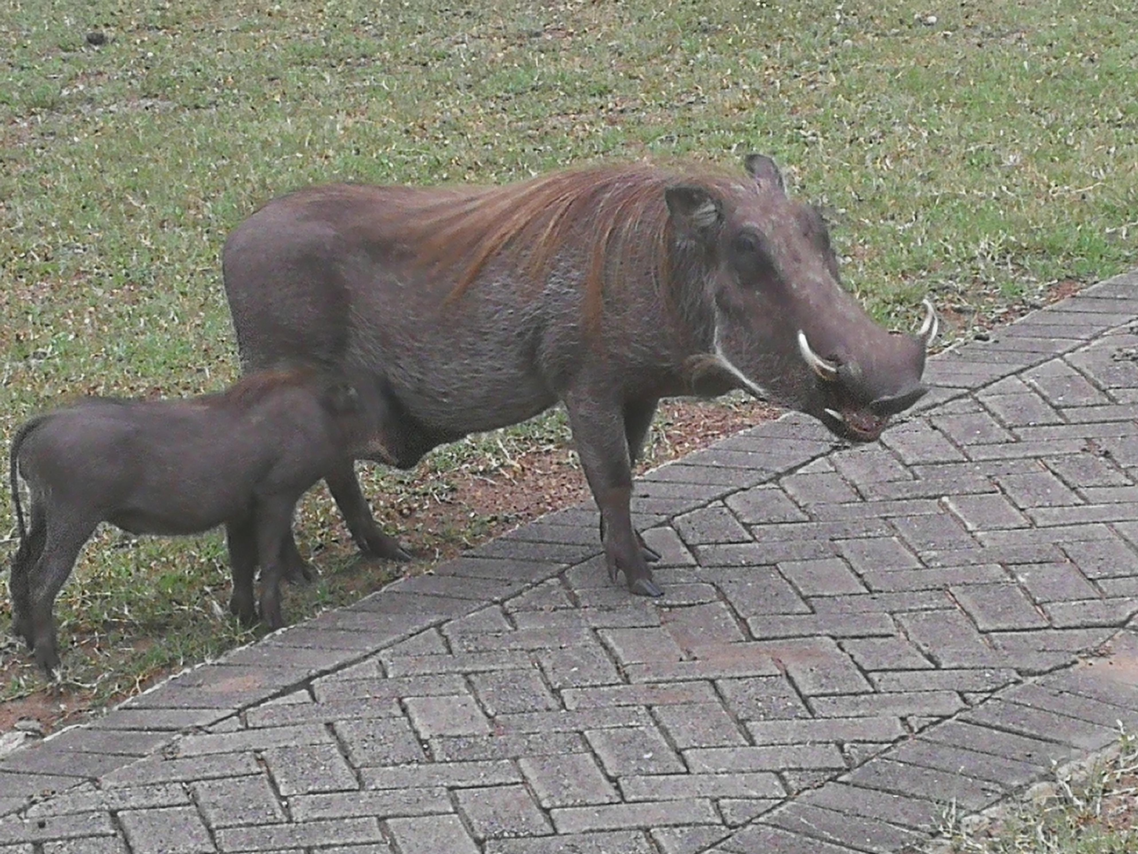 Taget från vår veranda