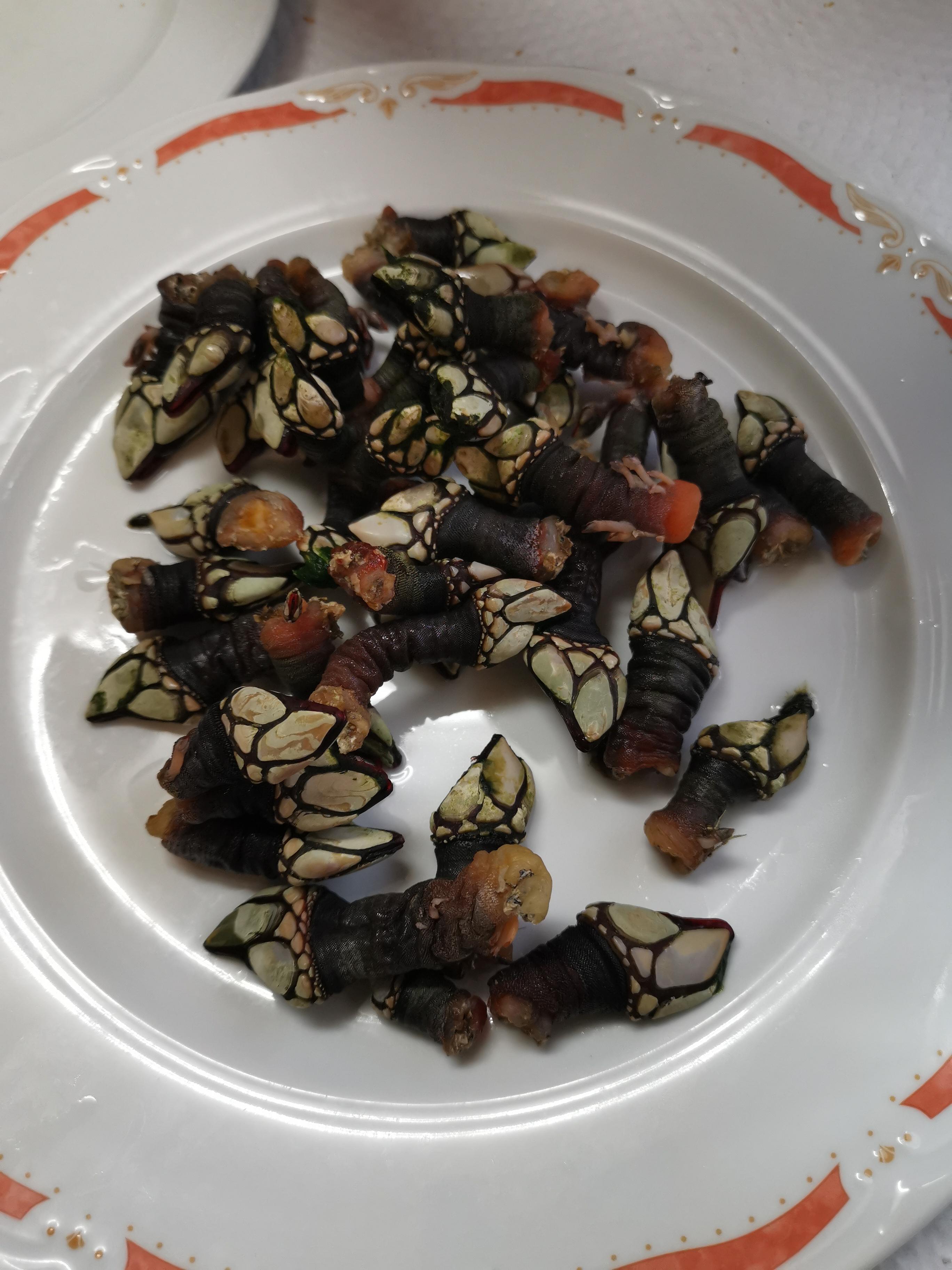 Delicioso percebes 