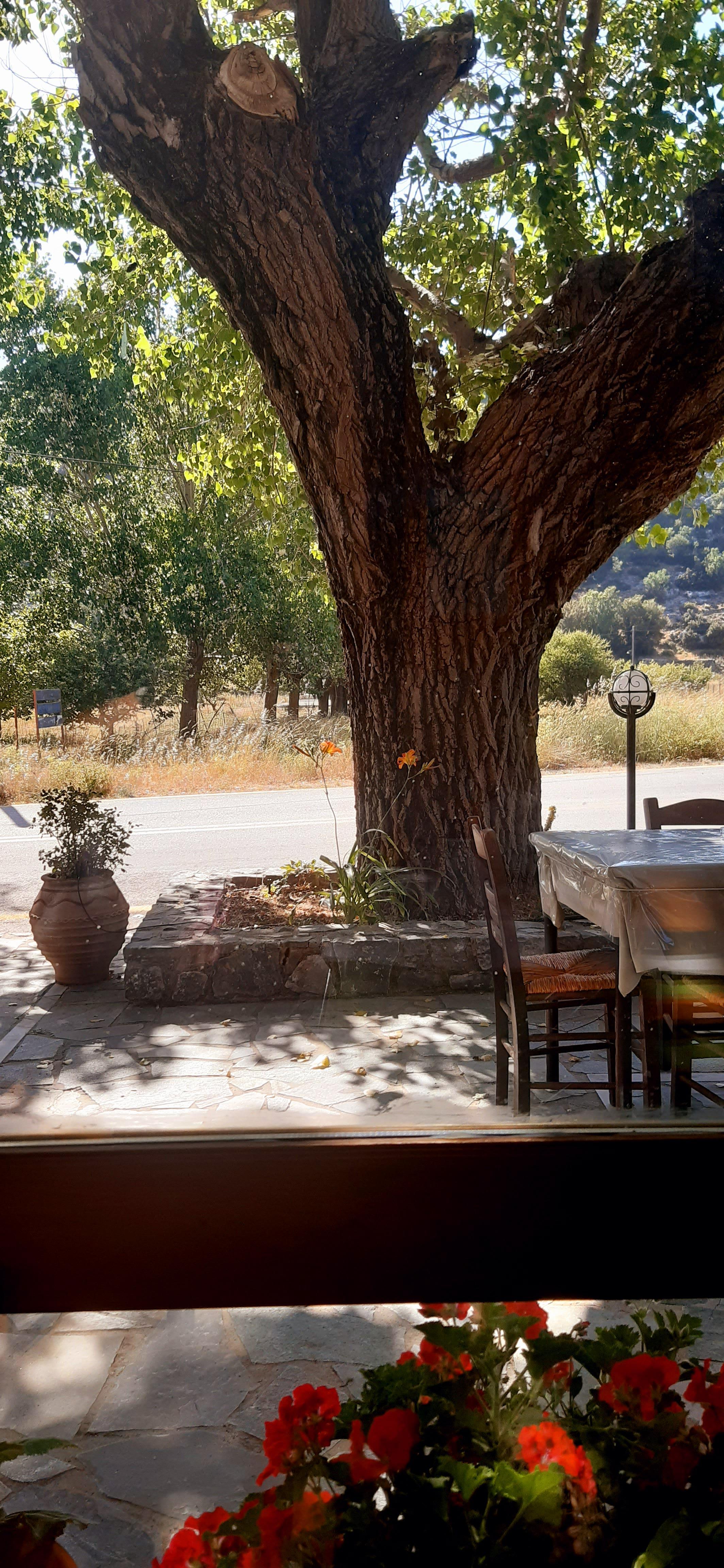 View from dining room