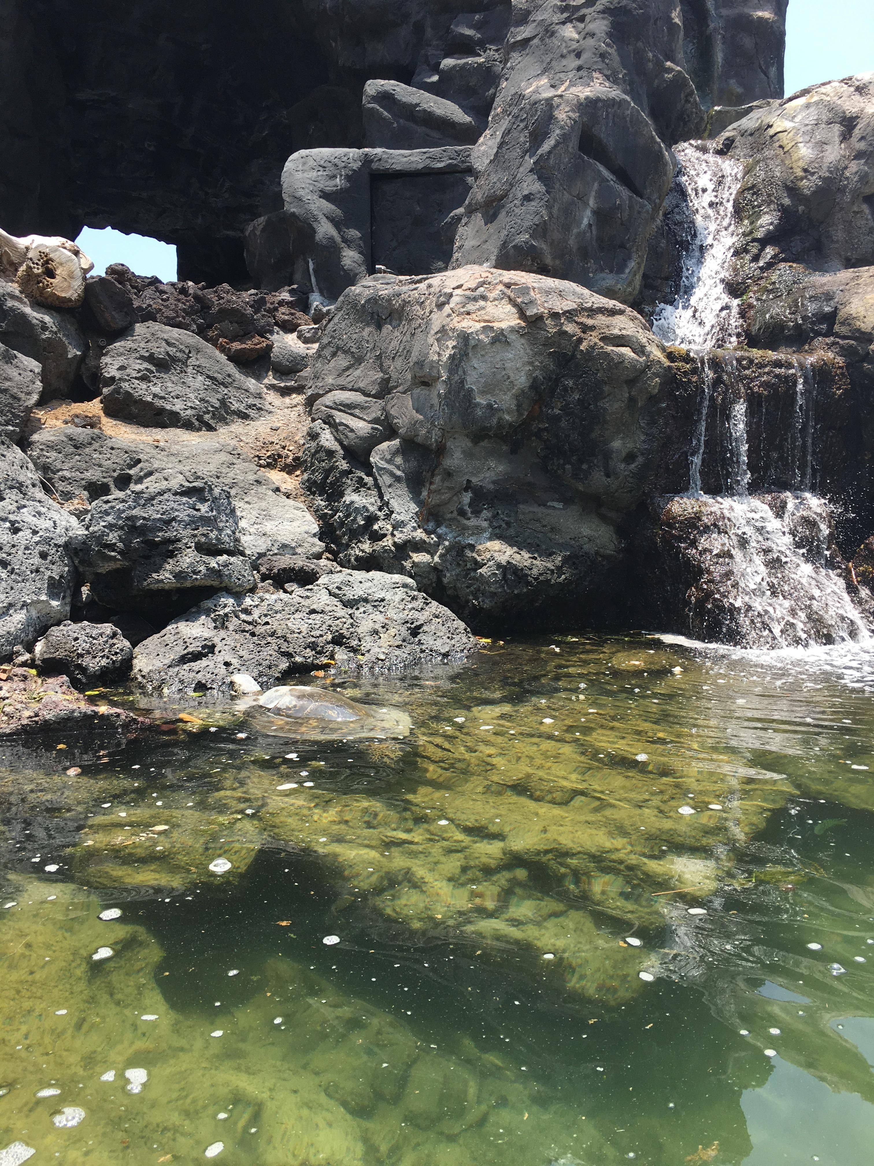 Snorkeling for sea turtles