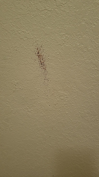 Sangre en las paredes, OMG