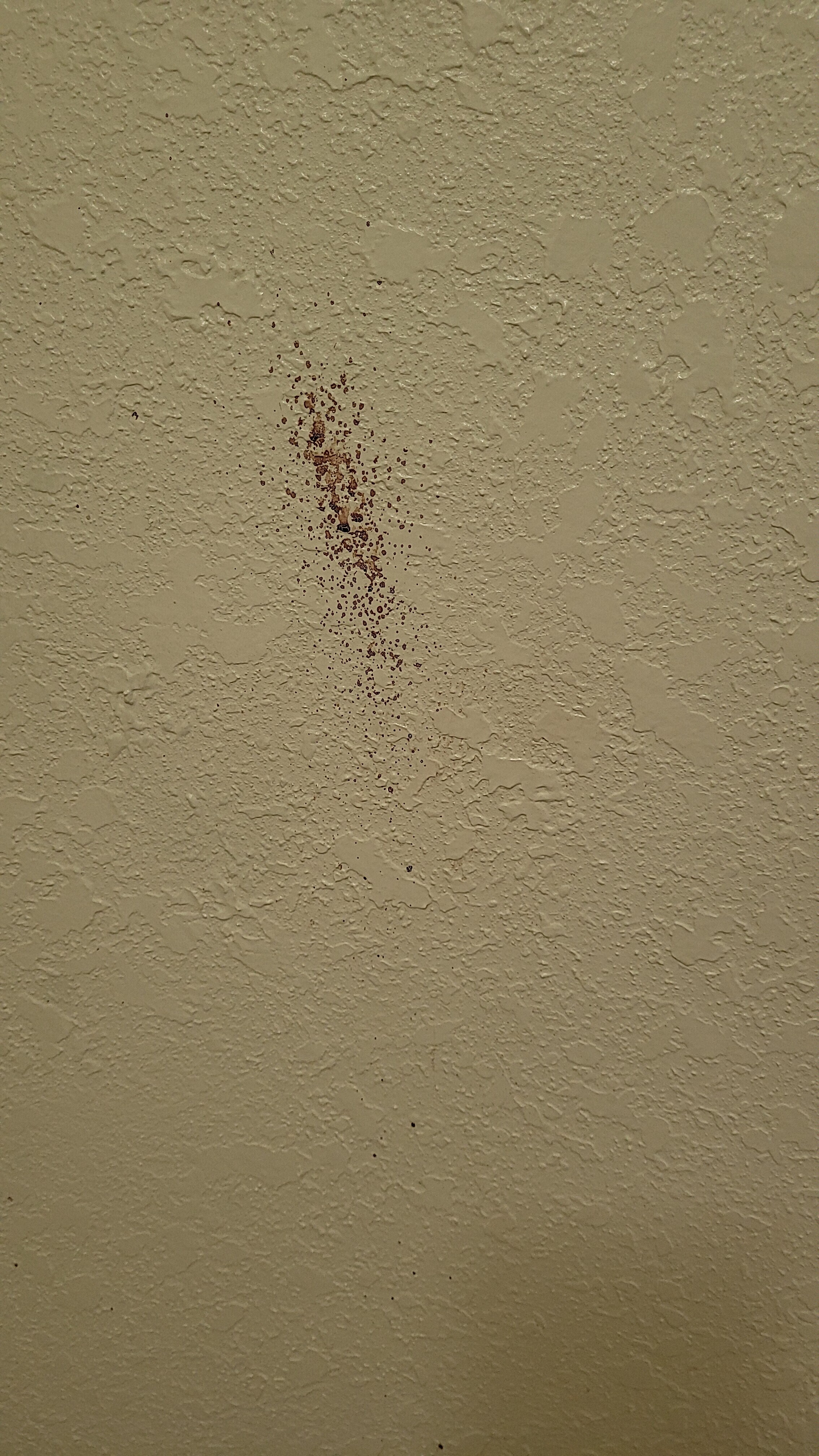 Sangre en las paredes, OMG
