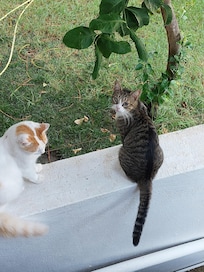 Kattene var greie