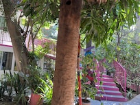 The garden