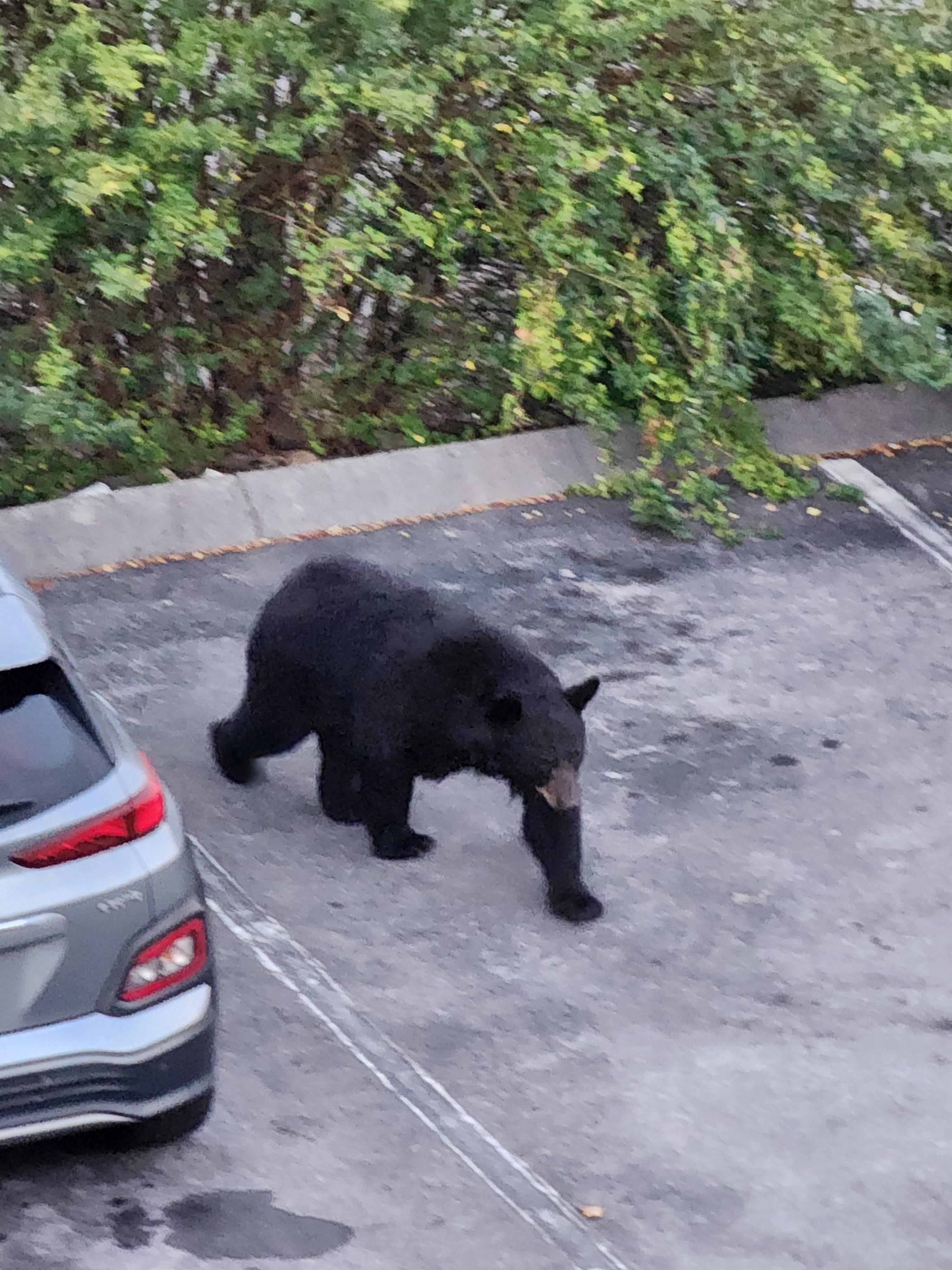Mama bear in parking lot