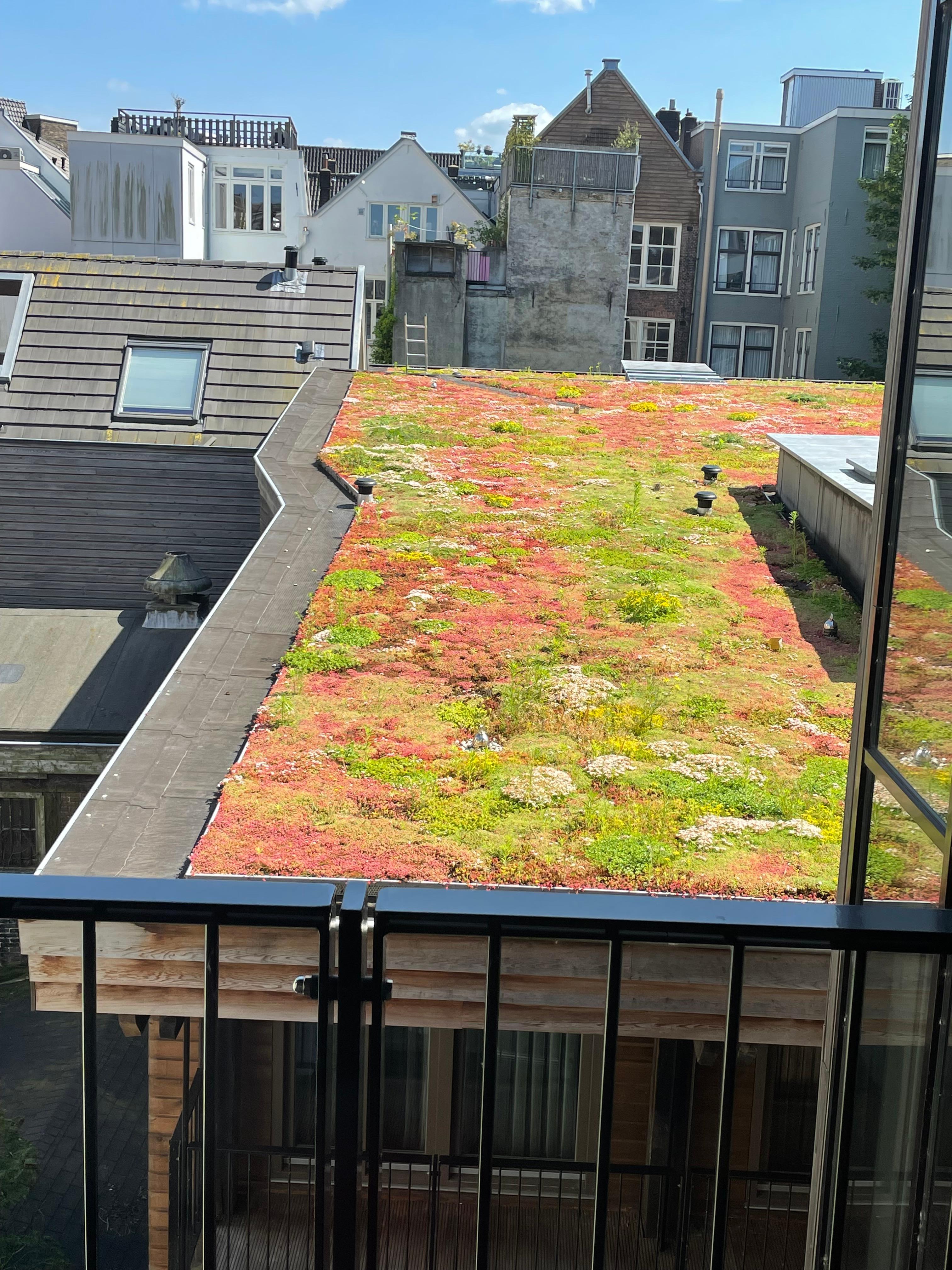 Rooftop succulent garden view off 5 floor room. 