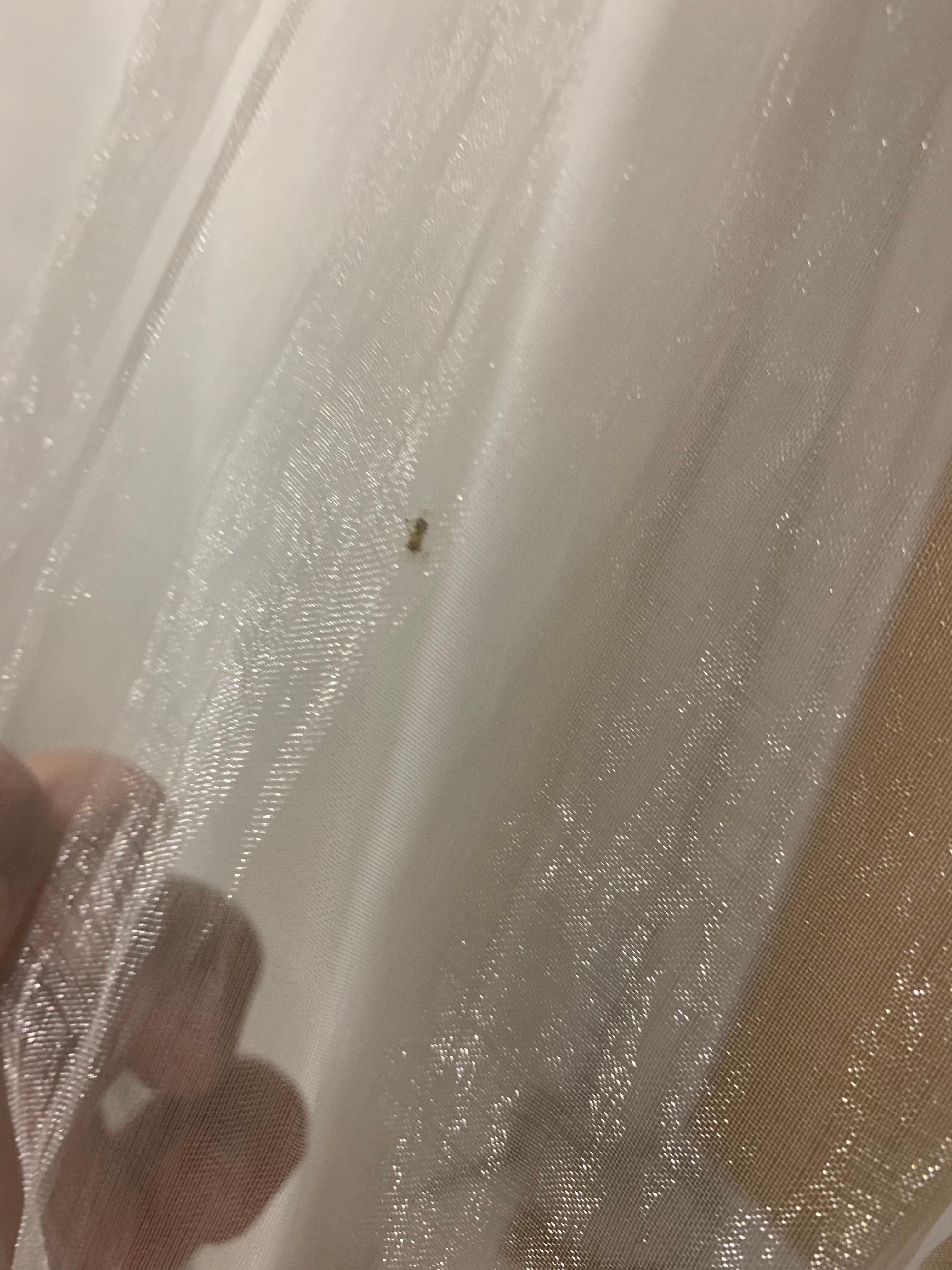 Insects on net curtains 