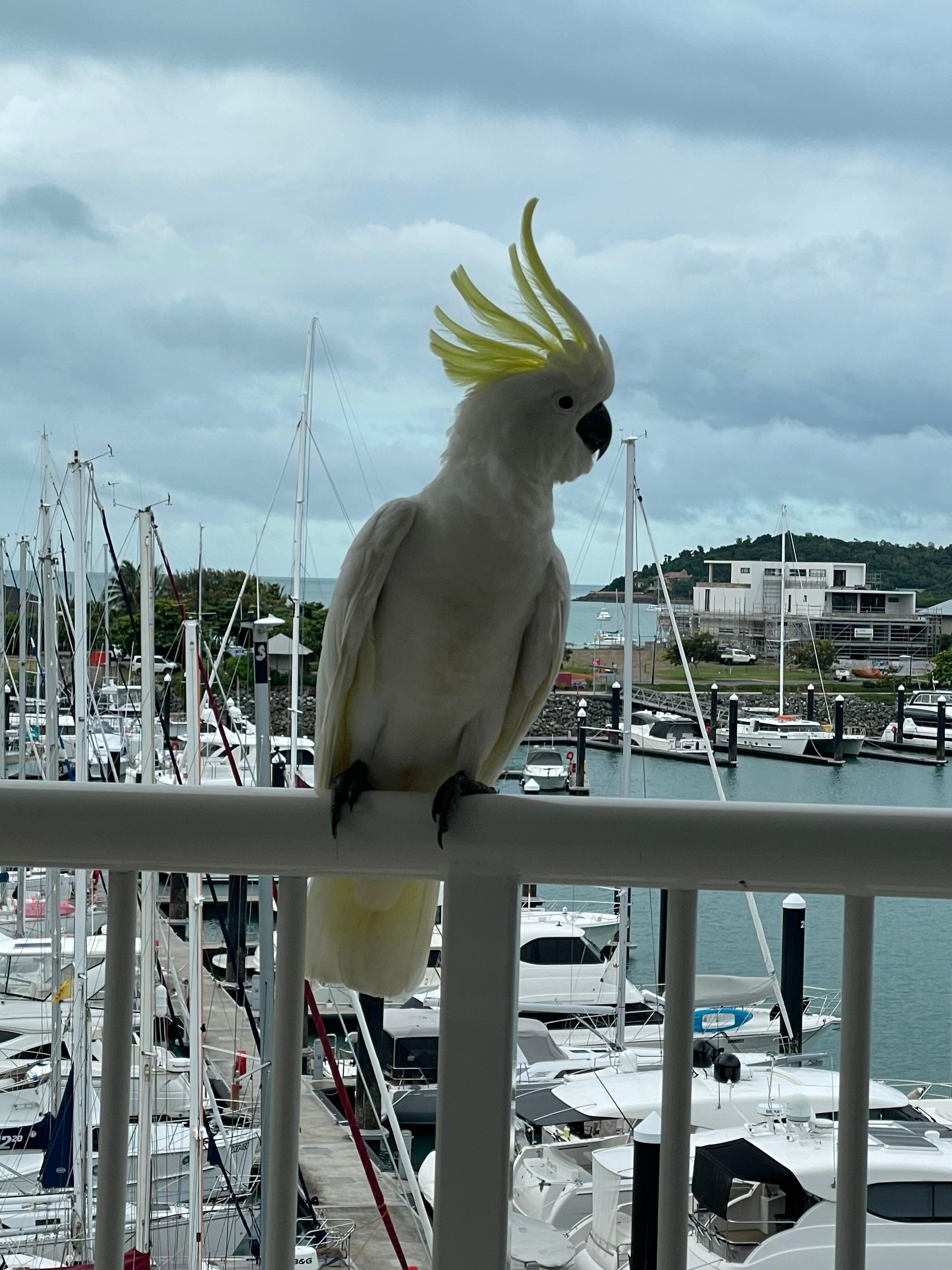 Special guest on the balcony