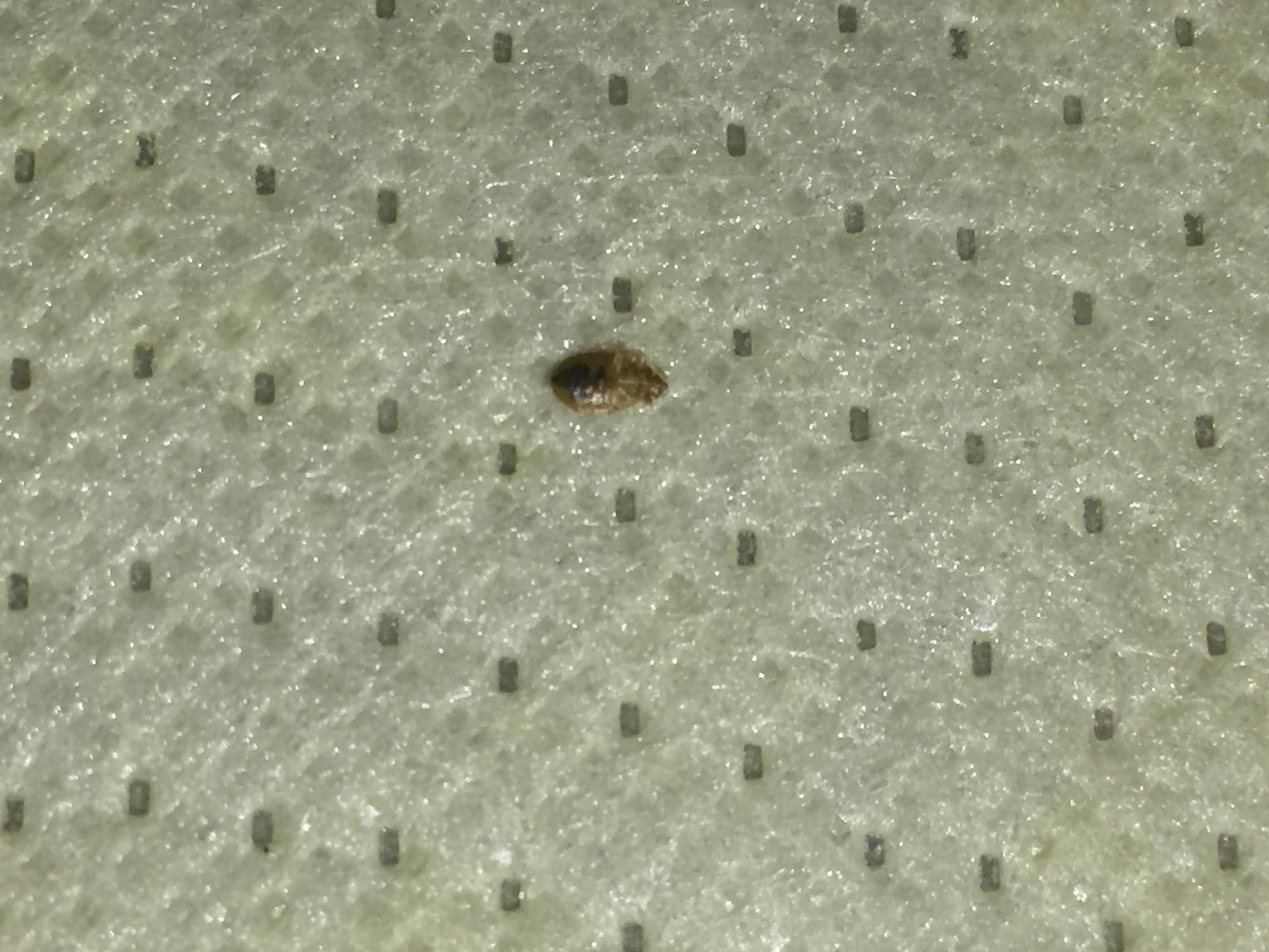 Bed Bugs